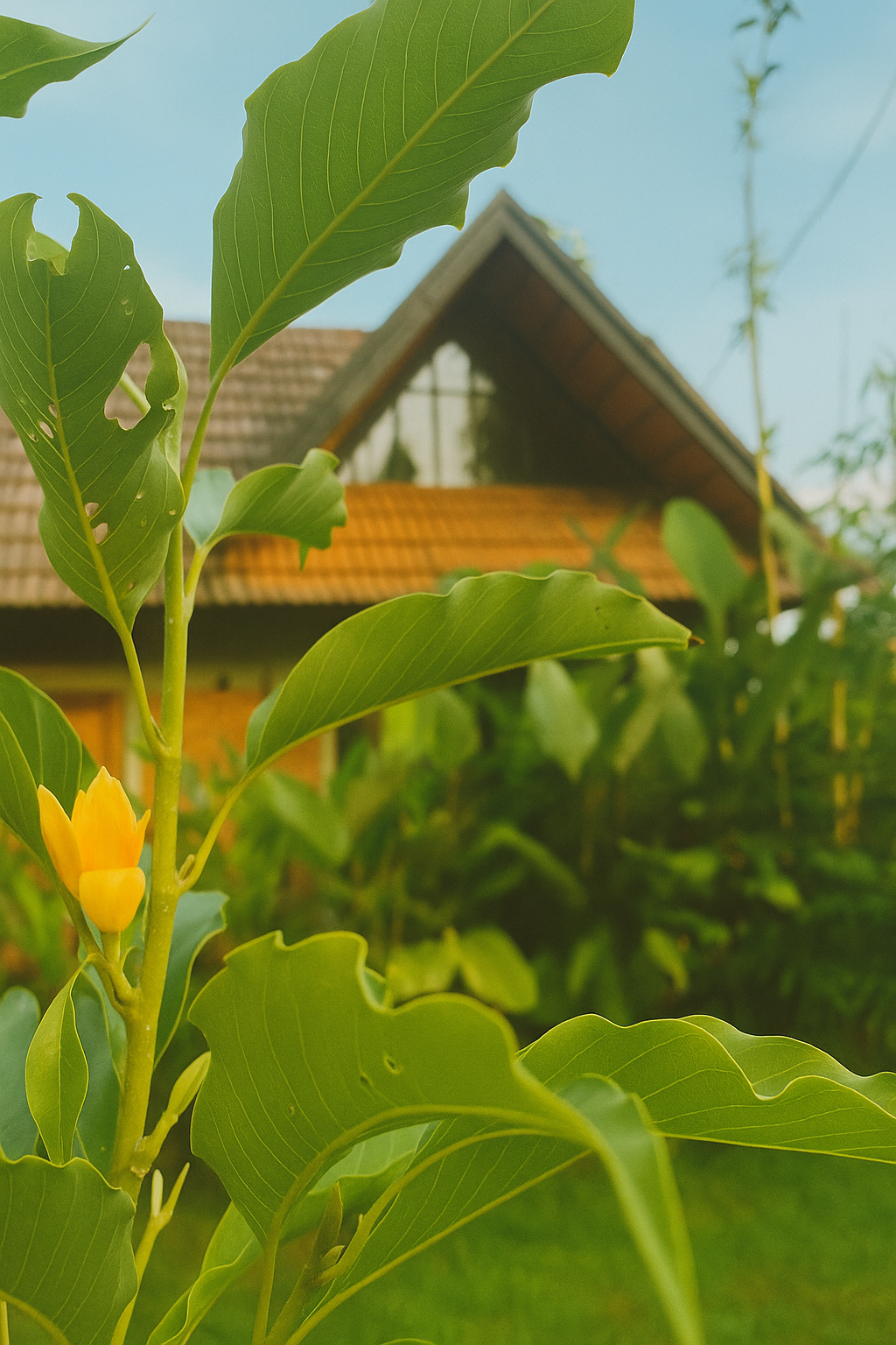 Senthamarai Outdoor29